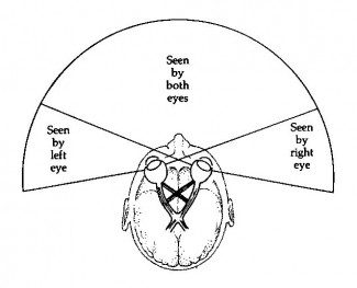 binocular-overlap