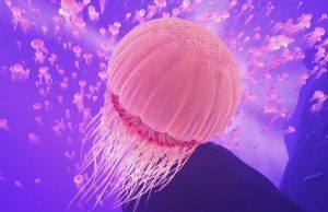 18 Great VR Games for Relaxation & Meditation